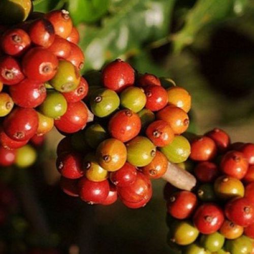 Những sự thật thú vị về cà phê